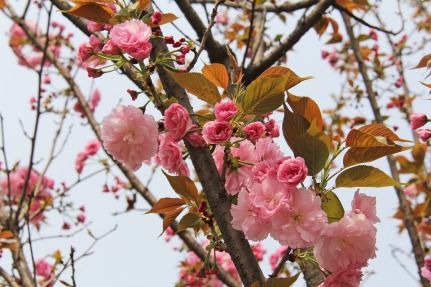 cherry-blossom-523213_960_720